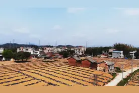 唤醒“沉睡”的土地！博罗拆旧复垦让村庄变美村民致富图片