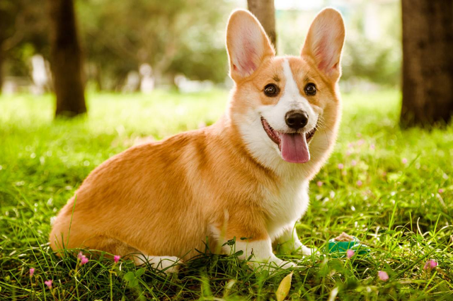 公认的5种旺财狗,不单含义好,还很好赡养