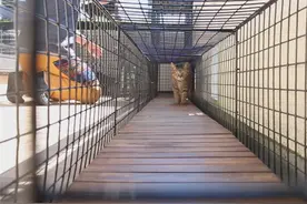 男子在阳台建猫咪游乐场，半封闭结构还有猫隧道！动手能力没谁了图片