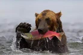 为什么野生动物吃鱼很少被卡住？它们有特殊的技巧吗？图片