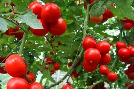 为什么西红柿没有以前好吃了？专家：现在的西红柿和过去的不同了图片