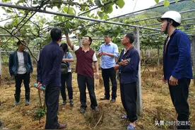 省级科技特派员陈义挺到铁山镇元山村 指导种植猕猴桃图片
