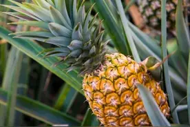 大陆对台湾实行“凤梨禁令”，凤梨是啥？与菠萝有什么区别图片