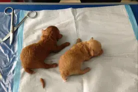 给狗狗断尾太残忍？其实有这些好处的图片