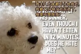 在狗狗眼中，主人、吃和玩，哪个最重要？图片