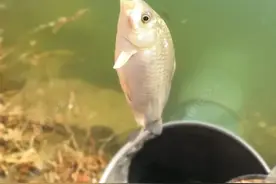河北石家庄野钓好去处！黄壁庄水库。图片