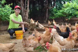 90后北漂青年返乡创业当“鸡司令”带动600多名贫困户养殖增收图片