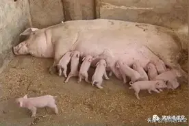 母猪各阶段流产--究竟是什么原因引起的？图片