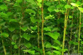 长在阴沟里的野草，居然被称为“活血龙”，酸筒子成了“宝贝”图片