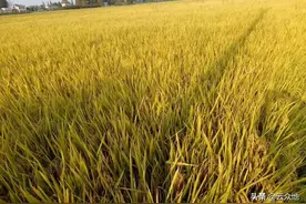 优质常规稻黄华占，直播稻中的性价比之王，高产稳产稻谷价格好图片