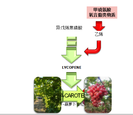 那些你不知道的事——含氨基酸肥料在转色上的应用
