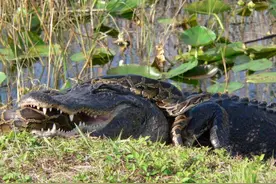 在美国泛滥成灾的缅甸蟒，在我国为什么是濒危生物？图片