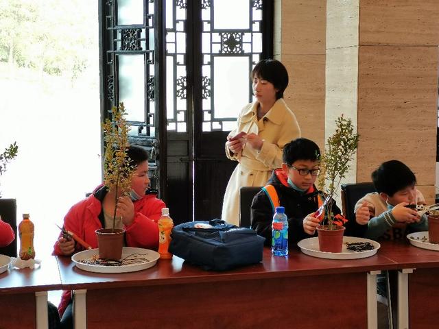 小树苗要调教，盆景大师教我一寸三弯调教小树苗