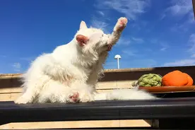 辟谣，猫咪舔毛并非仅为清洁，若因维生素缺乏引起，则有身体隐患图片