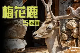 人工养殖的梅花鹿被锯掉鹿茸时，会感觉到疼吗？图片