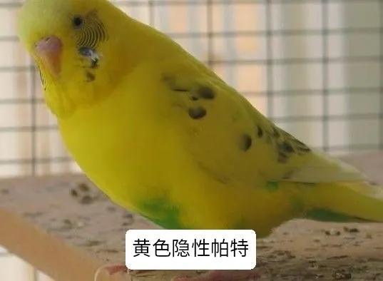 黄绿鱼鳞鹦鹉