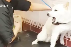 狗狗害怕想咬美容师，她的做法令人称赞，用爱秒收恶犬视频封面