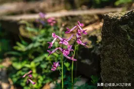 “夏天无”的功效及其应用图片