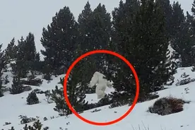 喜马拉雅又现神秘生物？“雪人”惊现尼泊尔，专家的答案意想不到图片