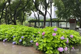 南京多处公园绣球花盛放 入夏不远了图片