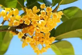 桂花盛开香味足，观赏性高还能做美食，日常这样管理长得好图片