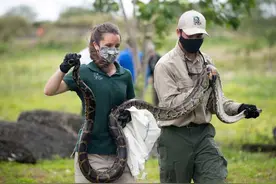 缅甸蟒在美国泛滥，大量蟒蛇难逢敌手，全职猎人依旧无能为力图片