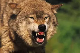 狼性：老猎人和狼的一段情感纠葛，危难时刻3头狼用生命捍卫忠诚图片