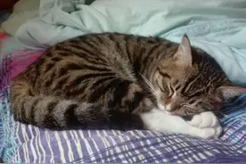 学生宿舍变“猫舍”，久违的开学，迎接学生的却是一群猫图片