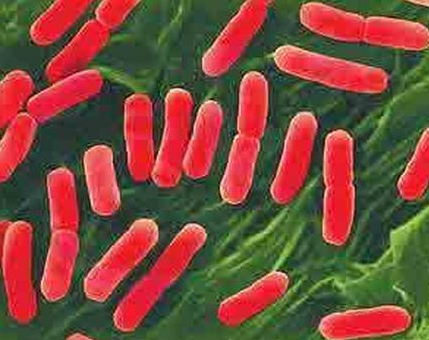 高中生物学习经验分享