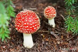 它被称为“蘑菇界”的头号毒王，虽然没有红伞伞，可你千万别吃图片
