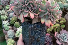 7种花有了“气生根”，剪下来就活，不用费劲扦插了图片