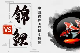 养鲤正能量—中国锦鲤VS日本锦鲤，国产锦鲤再度崛起只是时间问题图片