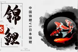 养鲤正能量—中国锦鲤VS日本锦鲤，国产锦鲤再度崛起只是时间问题图片