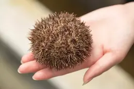 海胆，到底吃的是什么？一个刺扎扎为何能卖那么贵图片