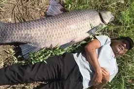 青鱼王？浙江慈溪青鱼王被人钓起，当地钓友：姜还是老的辣图片