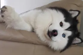 狗狗长期吃这7种食物，对肠胃负担很大图片