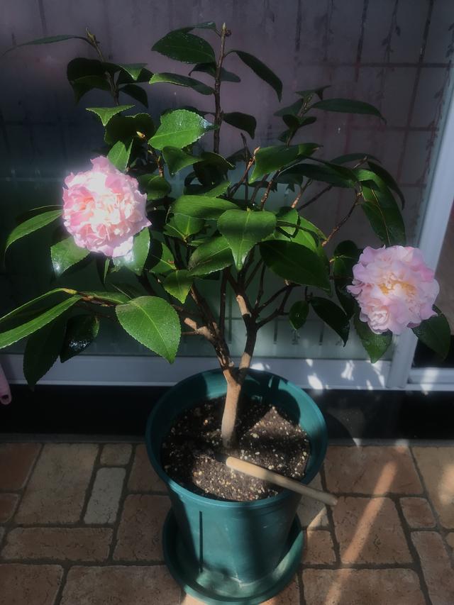 一种以“香”闻名的山茶花，香气冠绝群芳，养护也不难，适合新手