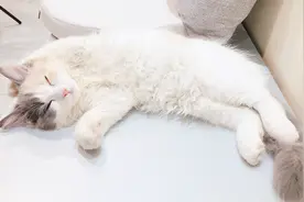 喜欢猫的人和喜欢狗的人，性格有什么不同？视频封面