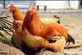 猪鸡疾病难以治疗的原因与控制策略图片