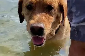 拉布拉多玩球，竟然被一条鱼抢走！它一脸懵逼：狗生耻辱...图片