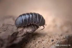 对农作物危害很大的“潮虫”居然也是中药材？没错，130元一斤呢图片