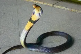 平头哥也搞不定的万蛇之王：眼镜王蛇图片