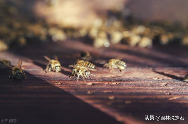 鸟类如何繁殖后代（快速将蜂群繁殖成为强蜂群）