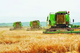 黑龙江、河南、山东，谁才是中国第一粮仓？图片