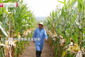 北京卫视《我志愿》播出《“玉米团长”赵久然》图片
