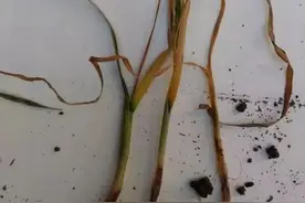 紧急！多地麦苗枯死，不是种子问题，真实原因已找到！图片
