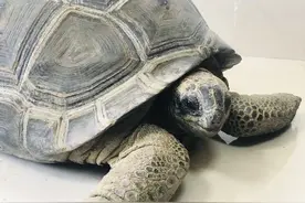 苏州市民捡到30斤重的“大乌龟”， 竟是世界濒危保护动物图片