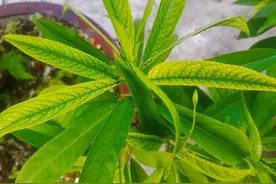 桃树叶片出现黄绿相间花叶，如何区别缺铁、缺镁和花叶病毒病？图片