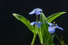 竹叶菜，自然神秘与奥妙孕育法则下的野草，有多美好与美味呢？图片