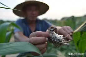 130亩黄豆不打农药，被虫子全部吃掉，却意外发现财富之路图片